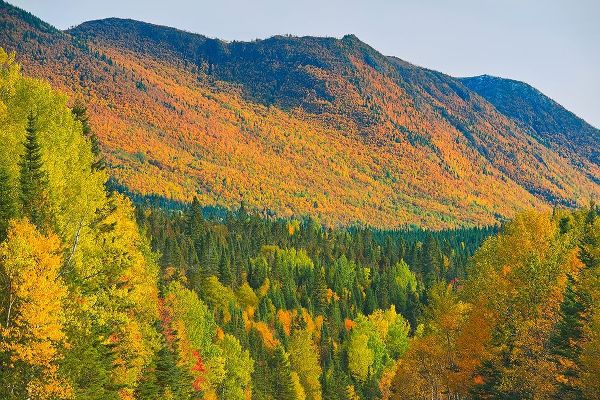 Canada-Quebec-Parc National de la Gaspesie Autumn colors in Chic-Choc Mountains